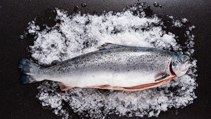 raw salmon fish on the ice