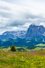 Alpe di Siusi, Seiser Alm with Sassolungo Langkofel Dolomite, a large green field with a mountain in the background