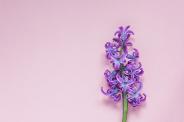 Pink hyacint flower on pastel pink background. Flat lay, top view, copy space