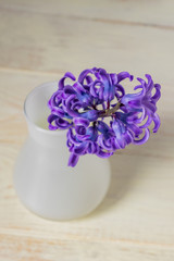 Beautiful purple blooming hyacinth in white glass vase on Wooden table. Spring bouquet for interior decoration, Creative background with copy space