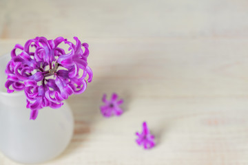 Beautiful purple blooming hyacinth in white glass vase on Wooden table. Spring bouquet for interior decoration, Creative background with copy space