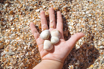 four small shells in the hand of a two-year-old child on the beach on a Sunny day