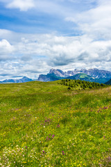 Alpe di Siusi, Seiser Alm with Sassolungo Langkofel Dolomite, a large green field with a mountain in the background