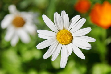 Fototapeta premium Chamomile in the garden in summer