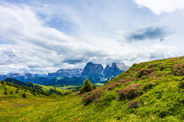 Fototapeta premium Alpe di Siusi, Seiser Alm with Sassolungo Langkofel Dolomite, a large green field with a mountain in the background