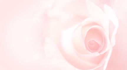 Fototapeta na wymiar Delicate background with a rose. Pastel background, calm colors. Place to insert text. For card and banner. Sweet color roses in soft style for background