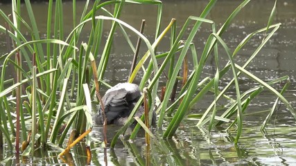 coot and small coot protected in the grass