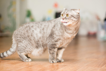 Adult cat of breed Scottish Straight with long whiskers standing on the floor