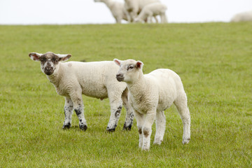 lamb standing on pasture