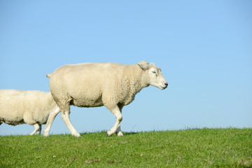 White Sheep running  on pasture