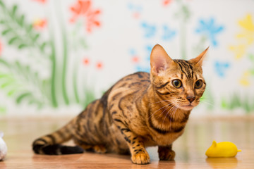The young Bengal cat plays playfully on the floor