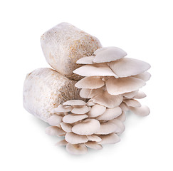 The cultivation of Angel mushrooms. oyster mushroom. Angel mushroom.Volvariell. Fresh angel mushrooms growing.