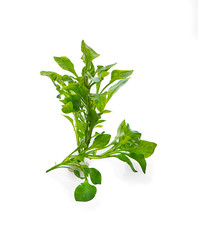 watercress isolated on white background