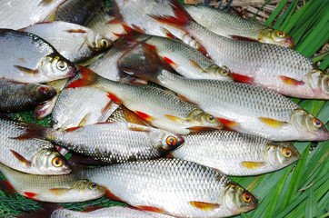 Rich catch. Roach and rudd lying in the grass. Freshwater fish