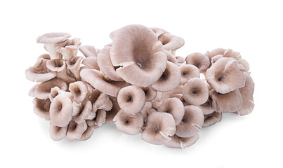 oyster mushroom isolated on white background