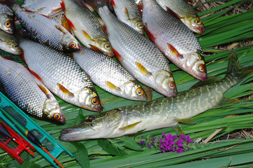 Rich catch. Roach and rudd lying in the grass. Freshwater fish