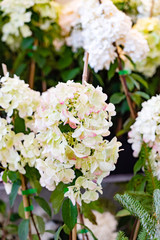 hydrangea flowers in the pot