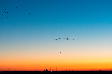 flamingo birds flying in the sky