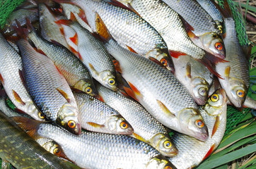 Rich catch. Roach and rudd lying in the grass. Freshwater fish