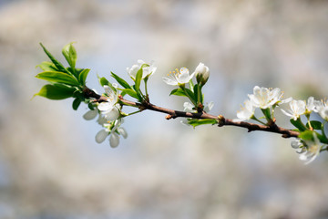 Spring flowering of trees with white flowers in the garden on a sunny, bright day