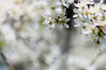 Spring flowering of trees with white flowers in the garden on a sunny, bright day