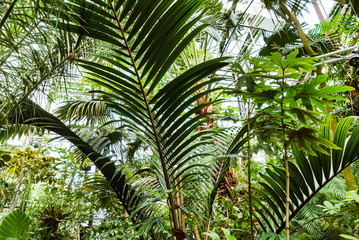 View of an old tropical greenhouse with evergreen plants, palms, lianas