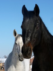 Fototapeta premium Black and grey horses