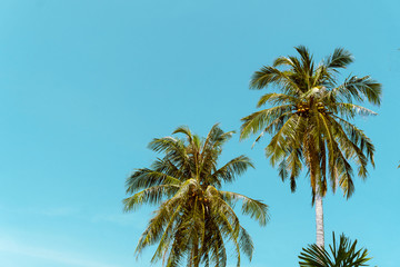 Fototapeta na wymiar Coconut palm tree beach summer concept