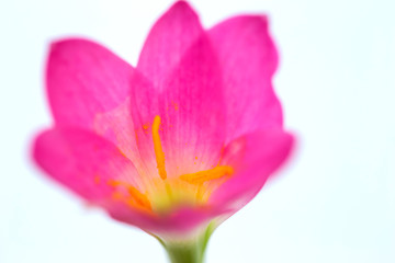 Fototapeta na wymiar purple rain lily flower on white background.
