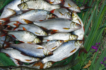 Rich catch. Roach and rudd lying in the grass. Freshwater fish