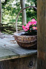 pink begonias in a wicker basket on wooden table outdoors- rural garden decoration