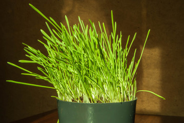 young green grass at home in a flower pot as an element of decor and vitamins for a cat