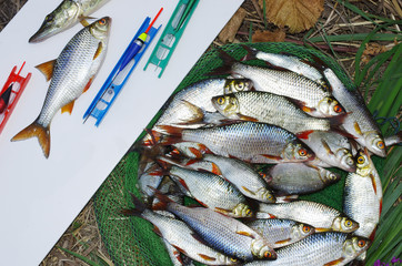 Rich catch. Roach, rudd and fishing gear in the grass. Freshwater fish
