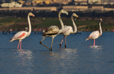 group of pink flamingos