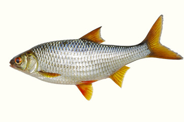 Fish roach on a white background. Isolated on white.