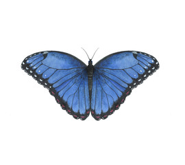 Naklejka na ściany i meble Butterfly watercolor illustration morfo insects animals tropic jungle blue