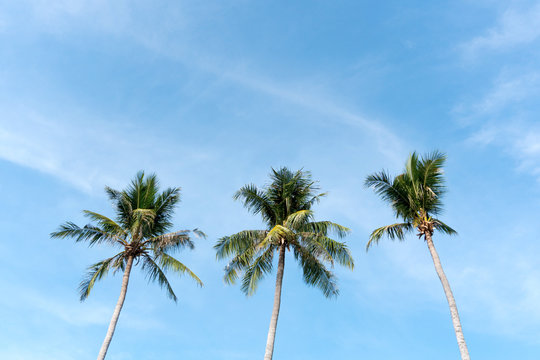 Coconut palm tree beach summer concept
