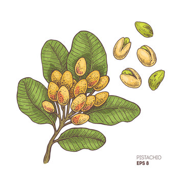 Pistachio Branch Illustration. Engraved Style Illustration. Pistachio Nut Plant. Vector Illustration