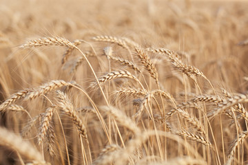 Fototapeta premium Field with golden wheat on a sunny day . Wheat field. Ears of golden wheat close up. Rural Scenery under Shining sunset. close-up selective focus. Wheat spikelets.