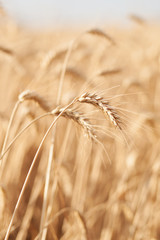 Wheat spikelets. backdrop of ripening ears of yellow wheat field on the sunset cloudy orange sky background. Close up nature photo. Idea of a rich harvest