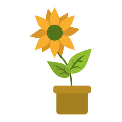 Sunflower in pot cartoon