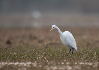 Little Egret in wetland 