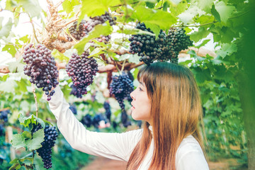 Asian Woman winemaker checking grapes in vineyard