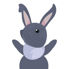 cute rabbit animal