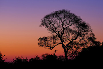 Obraz na płótnie Canvas Beautiful trees as part of Pantanal wetland landscape at sunset, Porto Jofre, Pantanal, Mato Grosso do Sul, Brazil