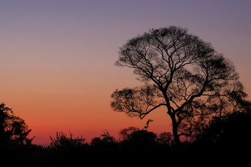 Fototapeta na wymiar Beautiful trees as part of Pantanal wetland landscape at sunset, Porto Jofre, Pantanal, Mato Grosso do Sul, Brazil
