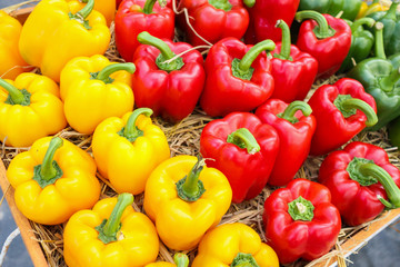 Fresh colorful Bell peppers in organic farm