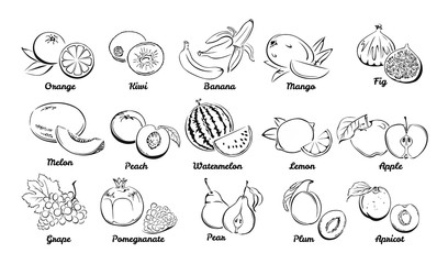 Fruits. Set of black and white icons. Vector illustration of Grape, Orange, Kiwi, Banana, Mango, Fig, Melon, Peach, Watermelon, Lemon, Apple, Pomegranate, Pear, Plum, Apricot.