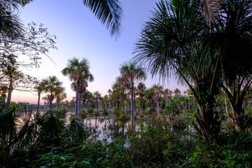 Fototapeta na wymiar Palm trees in the lagoon Lagoa das Araras at sunrise, Bom Jardim, Mato Grosso, Brazil, South America
