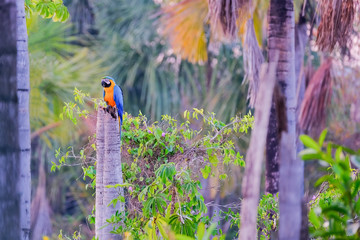 Blue And Yellow Macaw parrot, Ara Ararauna, palm lagoon Lagoa das Araras, Bom Jardim, Nobres, Mato Grosso, Brazil